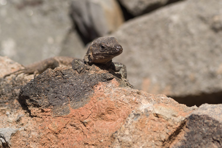 Lizzard